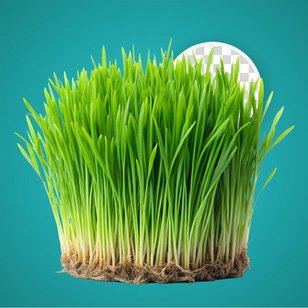 PSD realistyczne zielone trawy png na przezroczystym