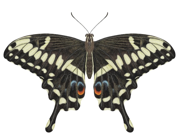 PSD realistyczny motyl akwarela papilio ophidicephalus na białym tle przezroczyste tło