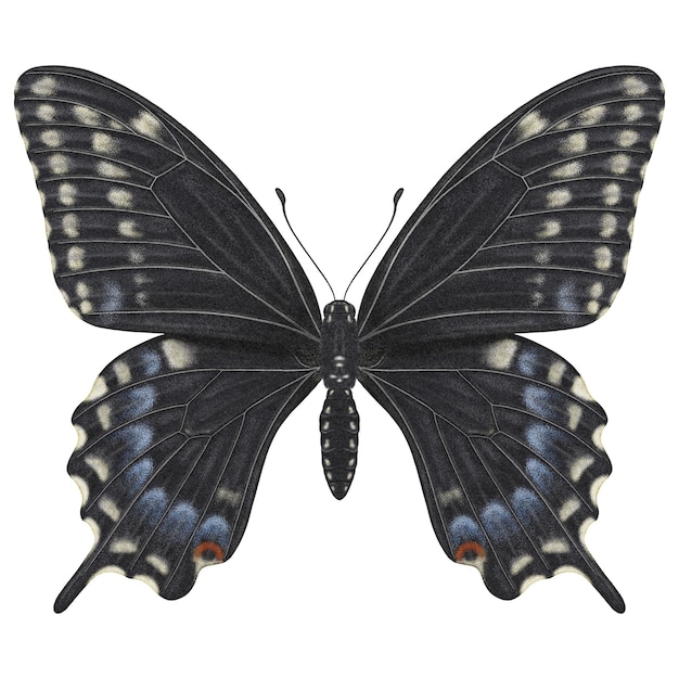 Realistyczny Motyl Papilio Polyxenes Widok Z Przodu Odizolowany