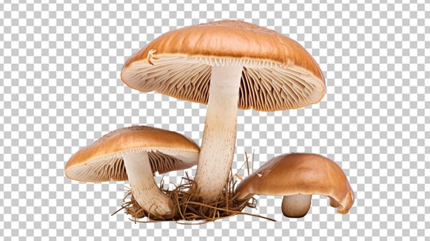 PSD realistyczny obraz garstki grzybów na png