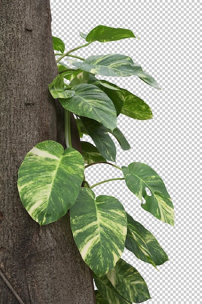 Realistyczny pierwszy plan liścia Epipremnum aureum na białym tle