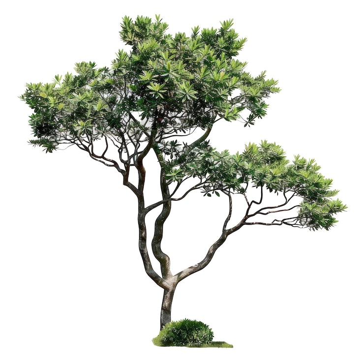 PSD realstic cutout tree png transparent background