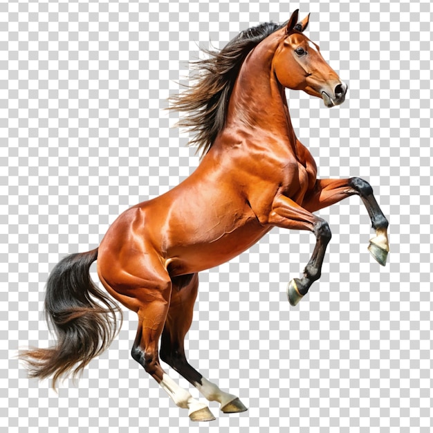 PSD rearing brown horse isolated on transparent background