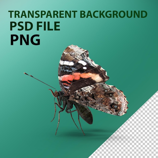 PSD red admiral butterfly flying pose png