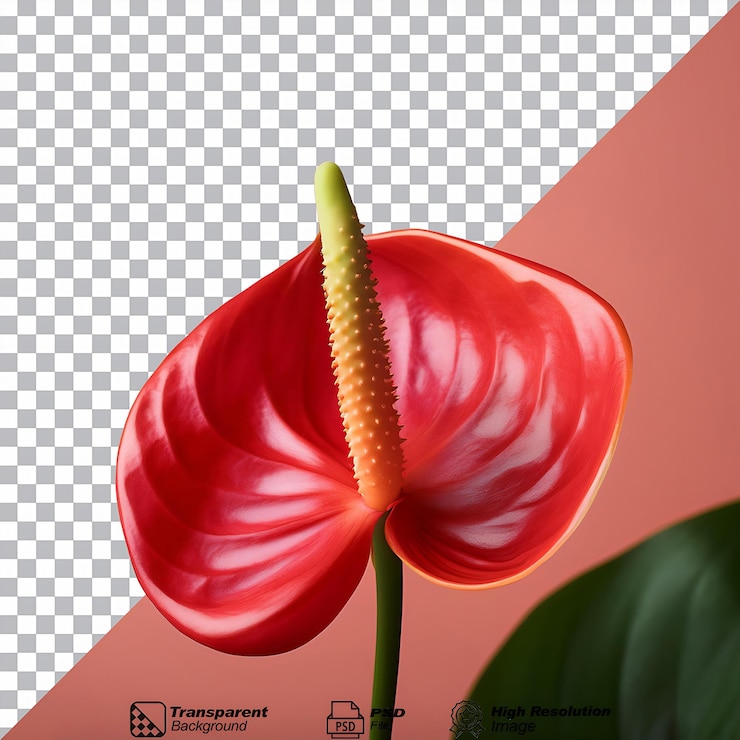 PSD 紅色安圖里亞分離