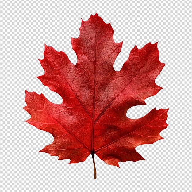 Red autumn oak leaf isolated on transparent background png