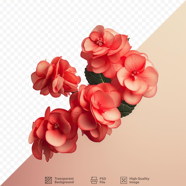 PSD 赤いベゴニアの花の透明な背景