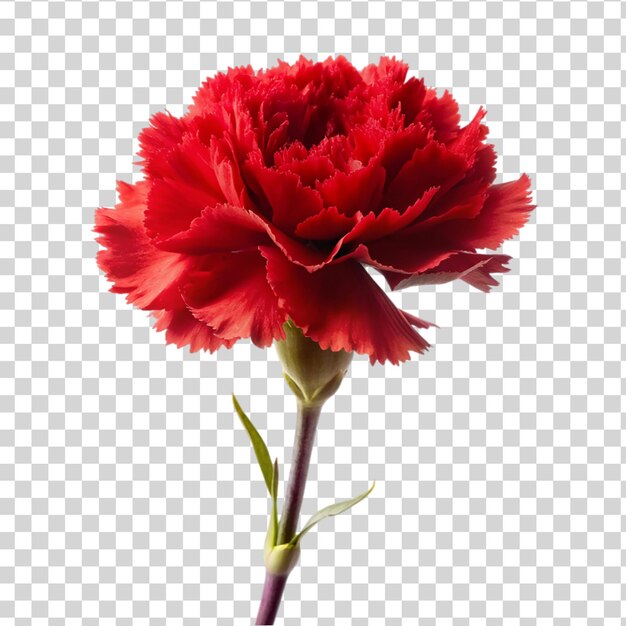 Red carnation flower isolated on transparent background