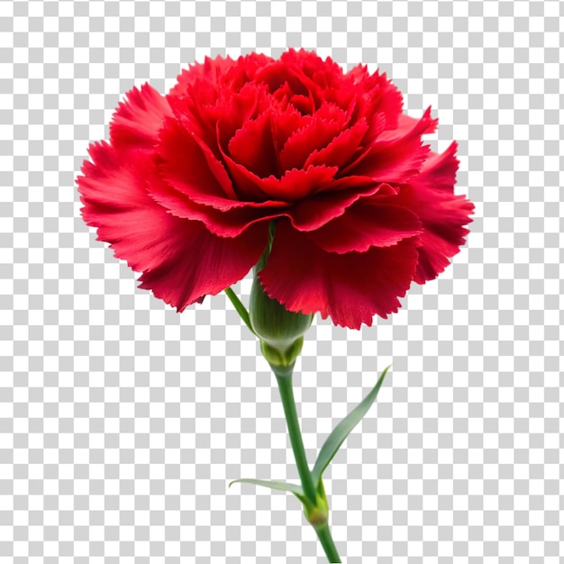 PSD fiore di garofano rosso isolato su uno sfondo trasparente