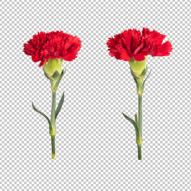 PSD red carnation transparantiemuur. floral object.
