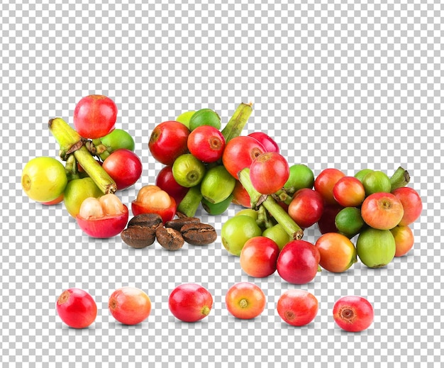 Red coffee beans ripe and unripe berry fruit isolated on white background