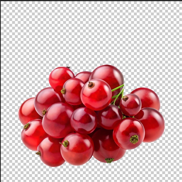 red currant isolated on white background full depth of field