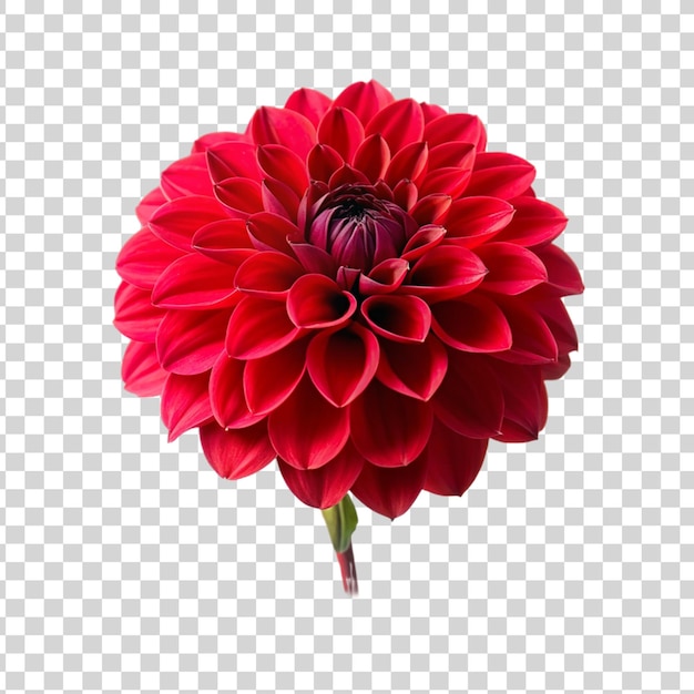 Красный цветок далии, выделенный на прозрачном фоне