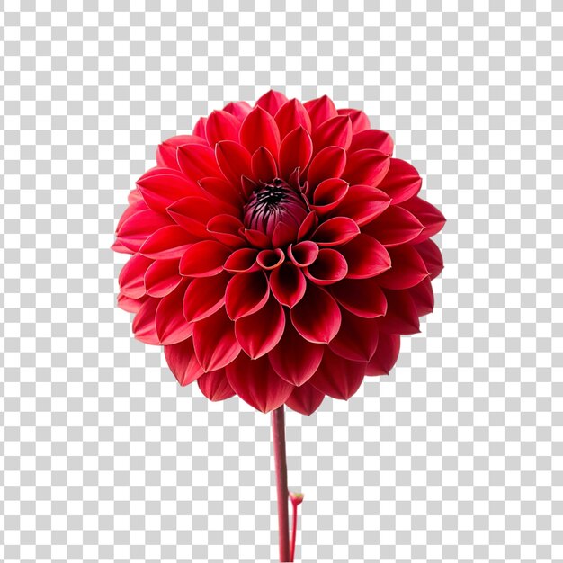 PSD red dahlia flower isolated on transparent background