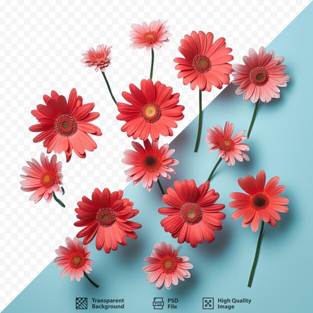 PSD red daisies alone on transparent background