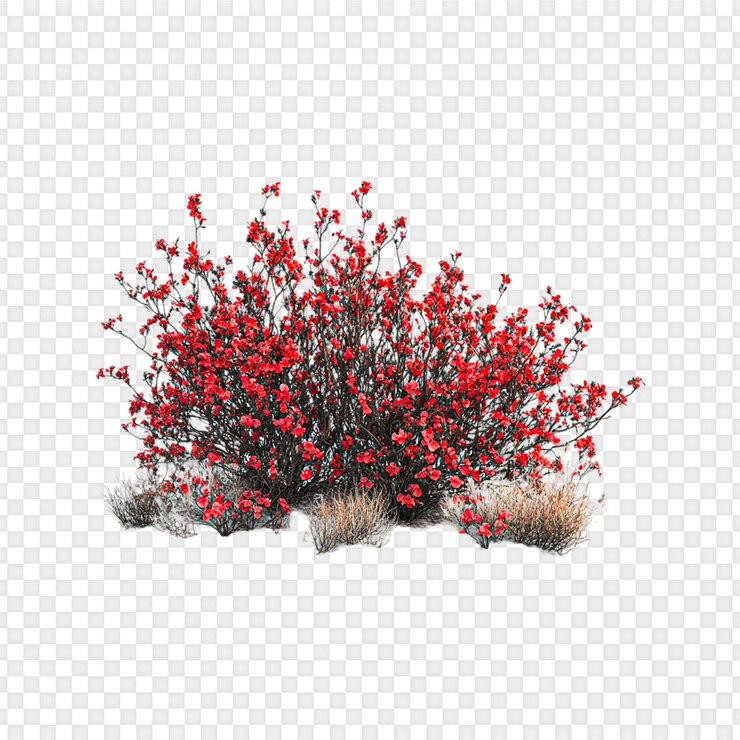 PSD red flower bush isolated on transparent background