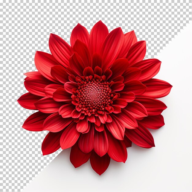 PSD red flower isolated on transparent background