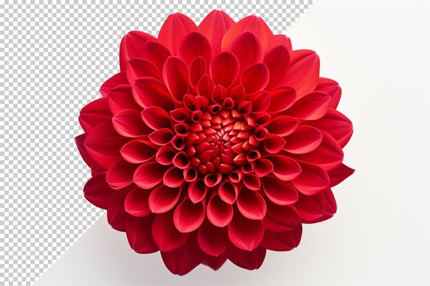 PSD red flower isolated on transparent background