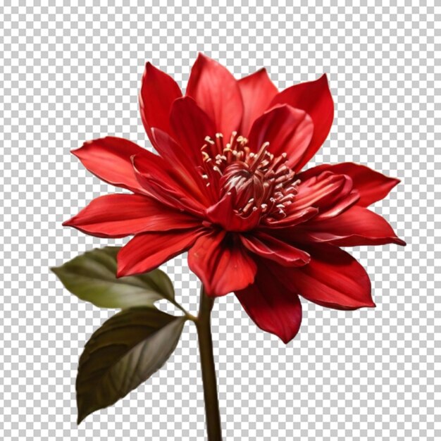 PSD fiore rosso png psd.