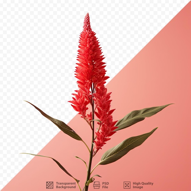 PSD un fiore rosso con un flore rosso su di esso