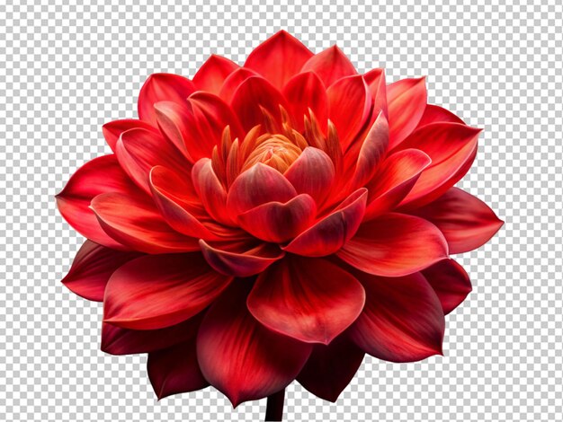 PSD red flower