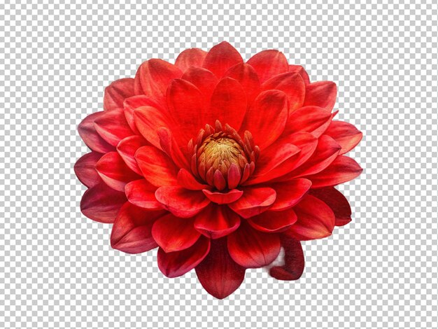 PSD red flower