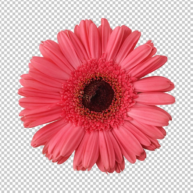 Red gerbera daisy flower isolated rendering