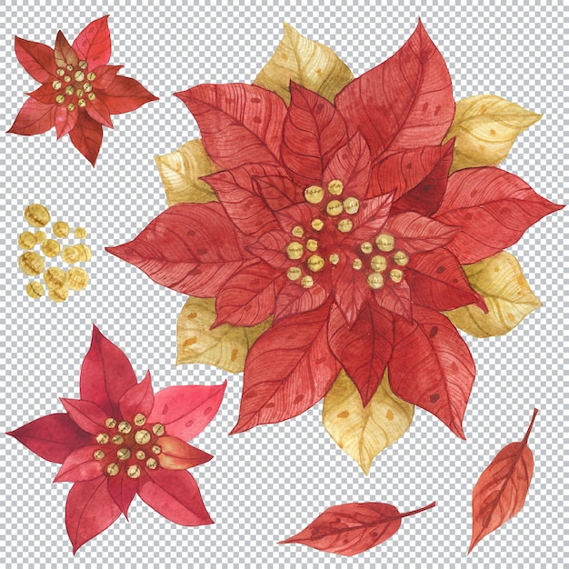 red and gold poinsettia.  christmas decorative floral watercolor illustrations.