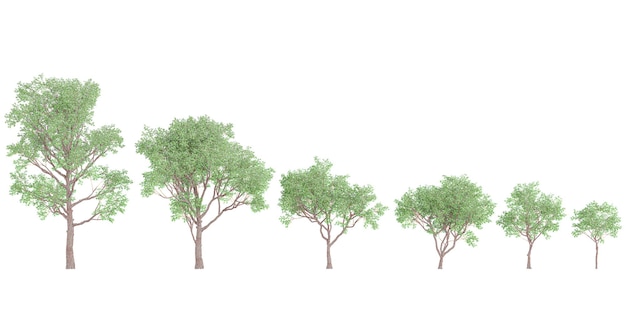 Red gum trees isolated on white background tropical trees isolated used for architecture