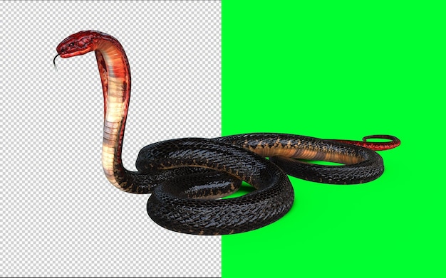 PSD testa rossa e coda rossa del re cobra il serpente velenoso più lungo del mondo isolato su sfondo verde