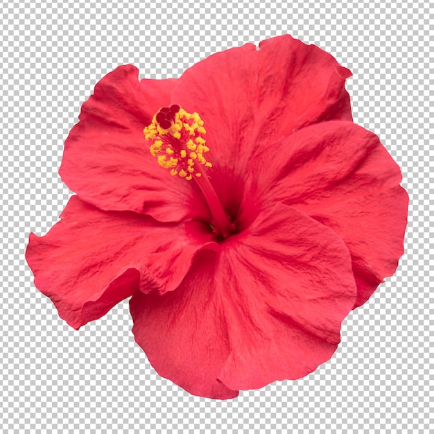 PSD red hibiscus flower isolated rendering