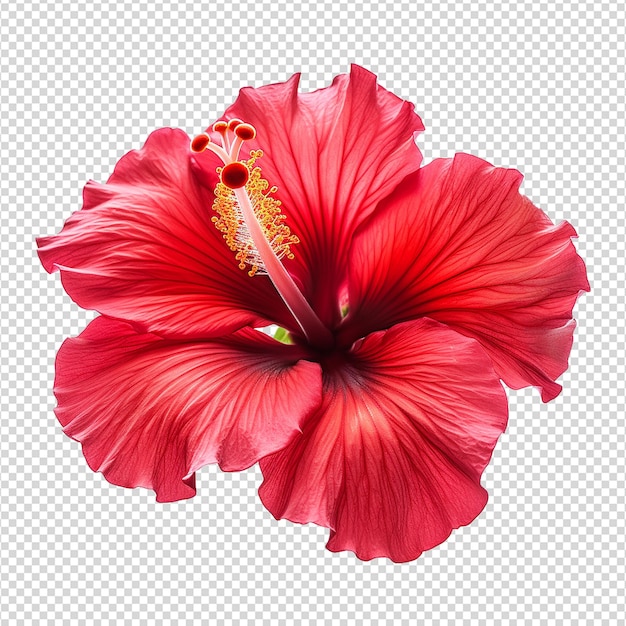 Red hibiscus flower isolated on transparent background