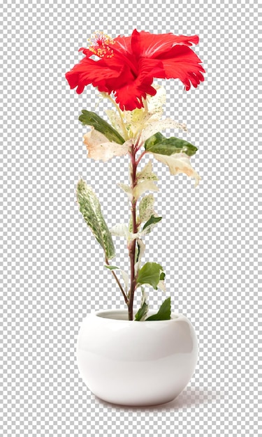 Red hibiscus flower in pot on isolated