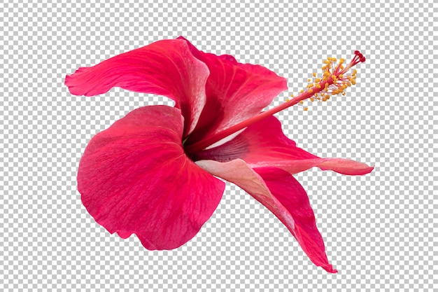 Red Hibiscus flower transparency background.Tropical floral object.