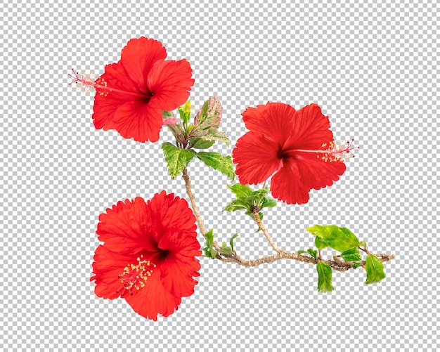 Red hibiscus flowers isolated