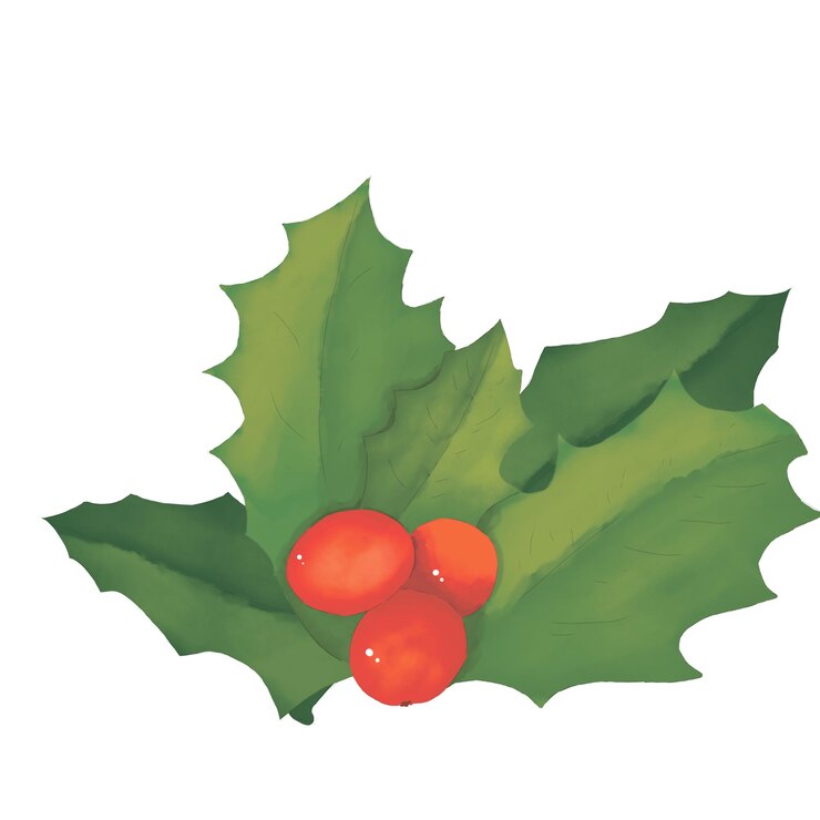 PSD red holly berries and holly leaves color illustration watercolor and digital for printing and web
