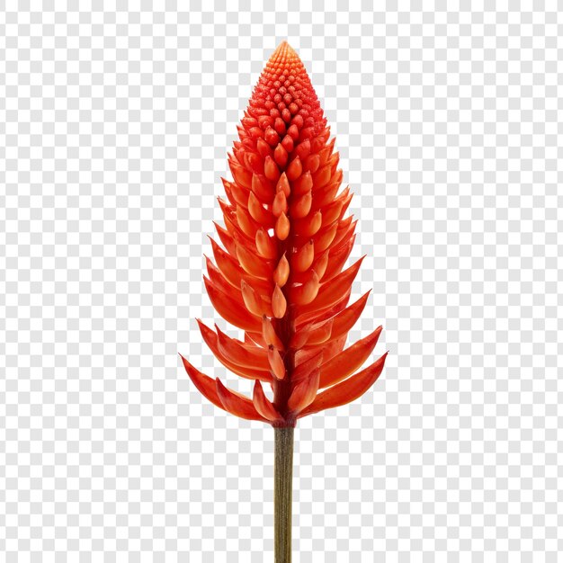 PSD red hot poker flower isolated on transparent background