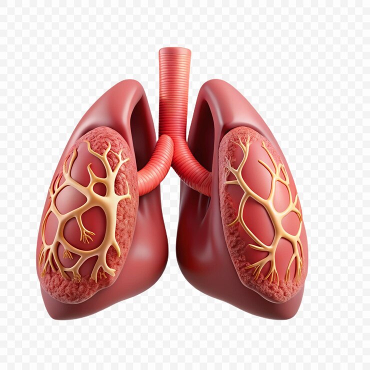 PSD a red human heart with the word lungs on it