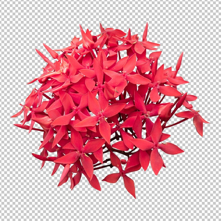 PSD красный цветок ixora изолированные рендеринг