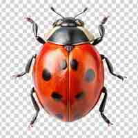 PSD red ladybug isolated on transparent background