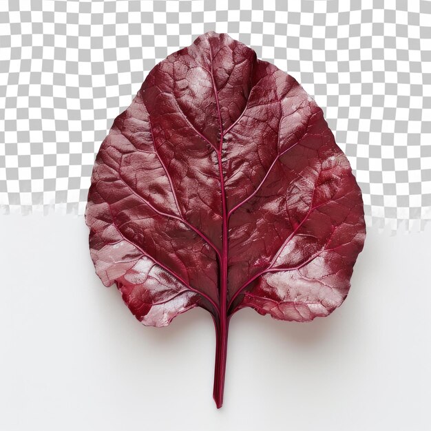 PSD a red leaf with the word  pompom  on it