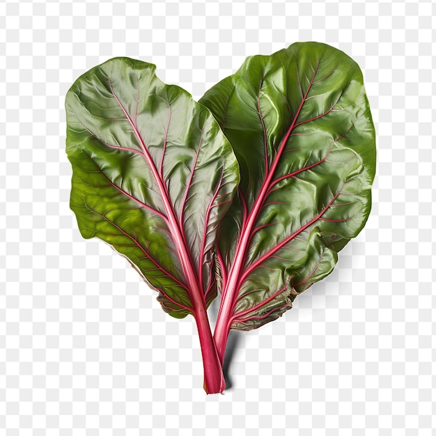 A red leafy plant with a heart shape on it