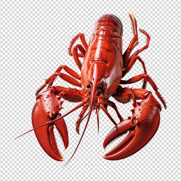 PSD red lobster isolated on white