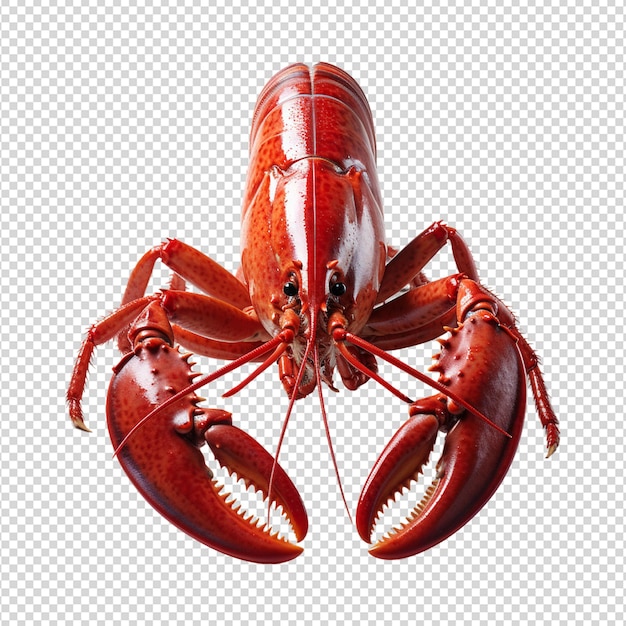 Red lobster isolated on white