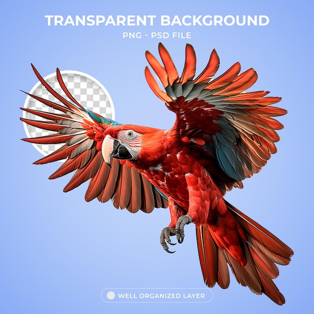 PSD red macaw flying png transparent