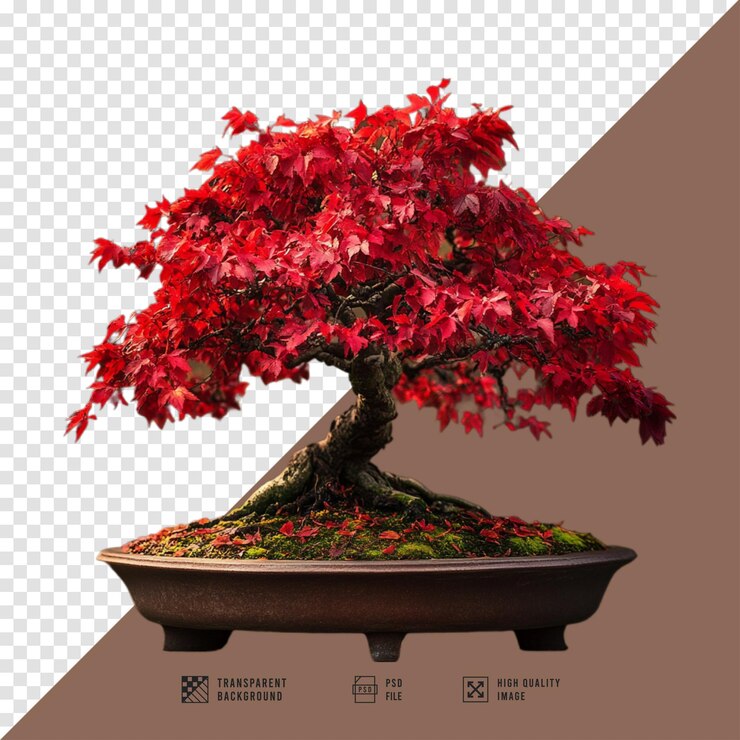 PSD red maple bonsai tree image without background hd quality