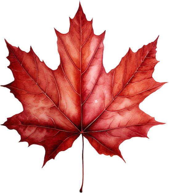 a red maple leaf art illustration