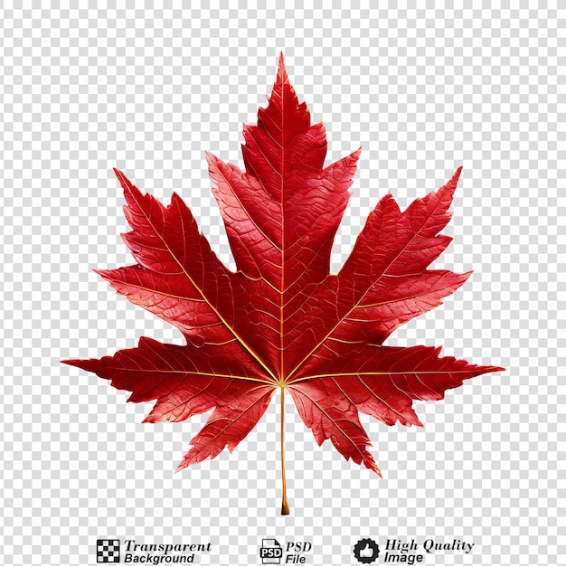 PSD red maple leaf isolated on transparent background