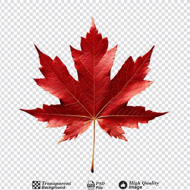 Red maple leaf isolated on transparent background