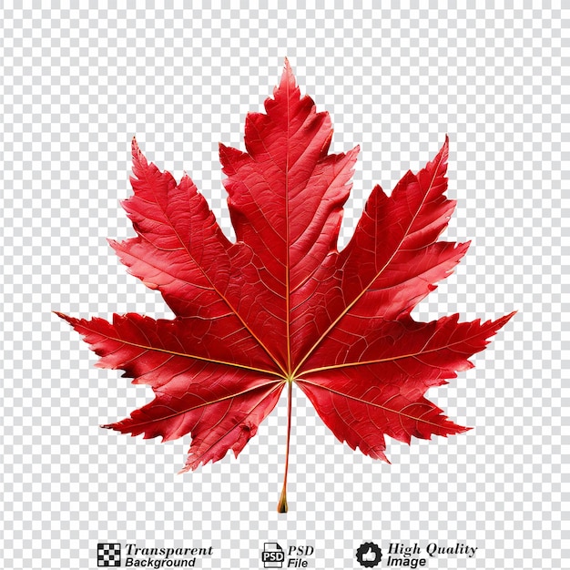 PSD red maple leaf isolated on transparent background